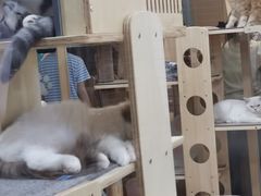 -屋虎猫馆(宝安大仟里店)
