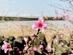 -上海滨江森林公园