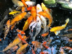 -上海大自然野生昆虫馆(东方明珠·爬宠昆虫探索中心)