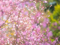 -白塘生态植物园