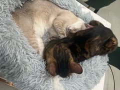 -安格丽娜·狗咖·猫咖羊驼咖(春熙路百盛商场店)