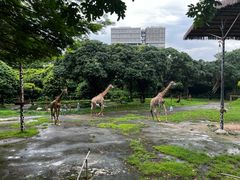 -深圳野生动物园