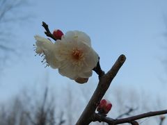 -合肥滨湖国家森林公园