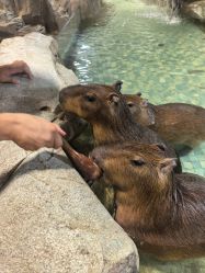 -Zoolung Zoolung动物主题公园(海信广场店)