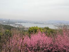 -香雪海
