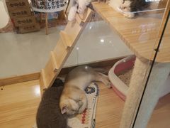 -茶百道(京华城店)