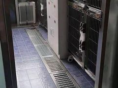 -A猫a狗全科·犬猫异宠·芥西宠物医院(南开总院)