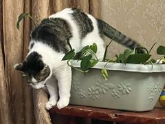-纳吉亚猫专科动物医院博雅分院
