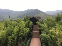 -大唐贡茶院