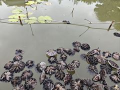 -惠州西湖丰渚园