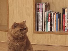 -猫和宫(六道口店)