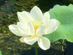 -陶辛水韵