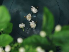 -好一朵茉莉花(老门东店)