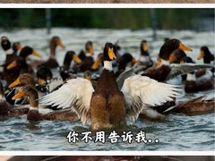 -郴州特产舜华临武鸭(郴州西站店)