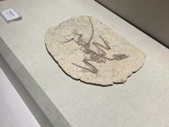 -辽宁古生物博物馆