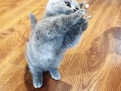 -猫十亿·布偶金渐层·曼基康矮脚猫舍(青年路店)
