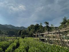 -听风阁农家私房菜茶楼(龙坞店)