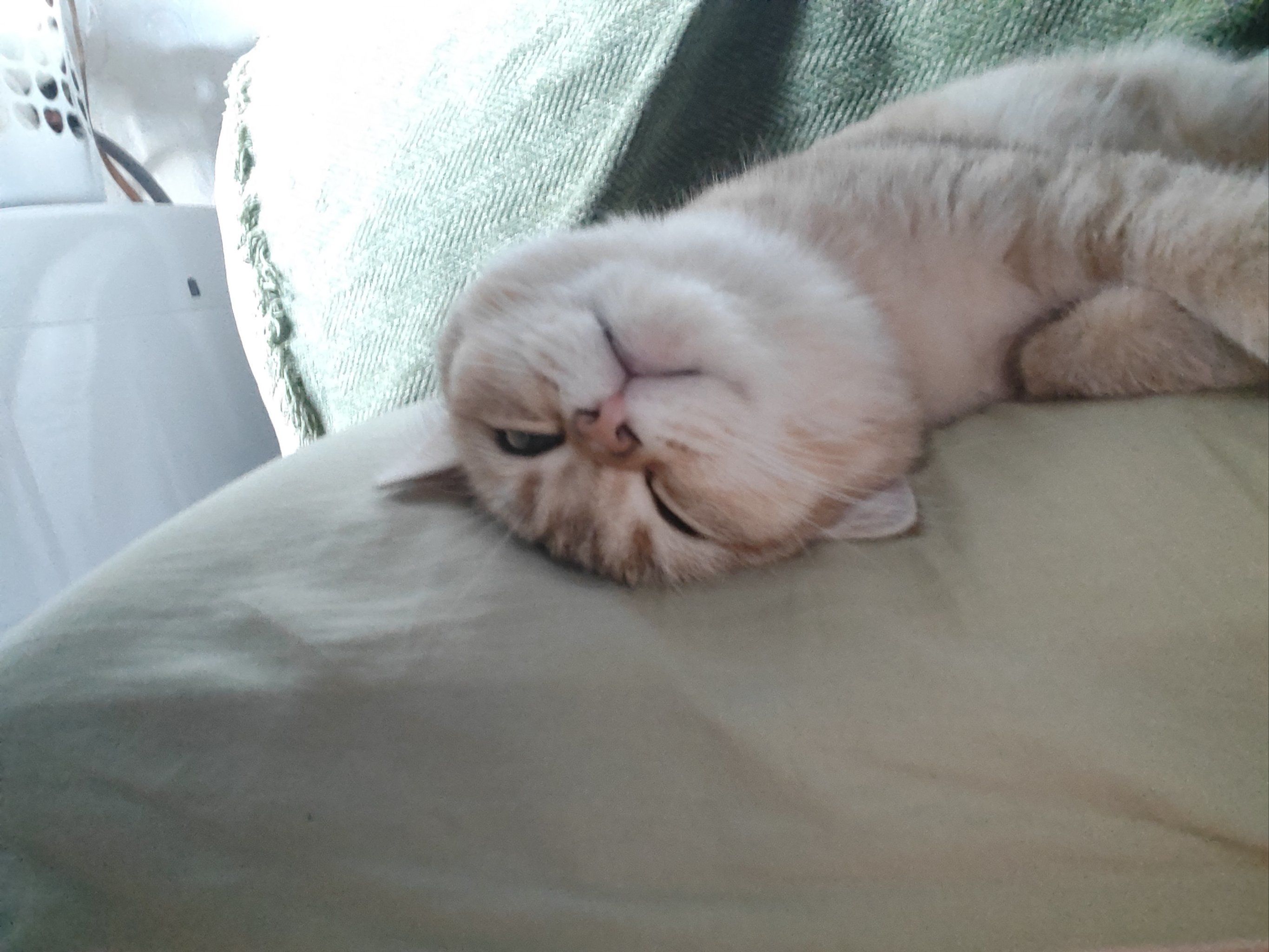 懒猪\n#猫咪睡觉姿势#记录猫咪日常#撸猫#这样萌萌的小毛孩可爱的不