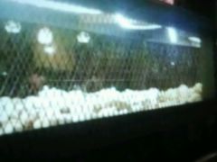 -大碗厨 25年老字号 现炒湘菜(四季天地店)