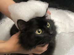 -汪喵宠物医院·骨科心脏影像·犬猫急重症ICU诊疗中心(成华分院)