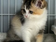 -翊宠yipet猫狗购宠庄园犬舍•猫舍