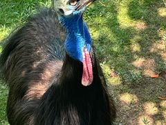 -西霞口神雕山野生动物世界