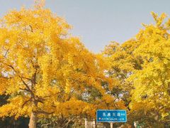 -八大关景区
