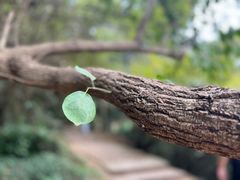 -西湖风景区十里琅珰-五云山