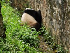-都江堰中华大熊猫苑