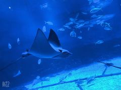 -烟台海昌鲸鲨海洋公园