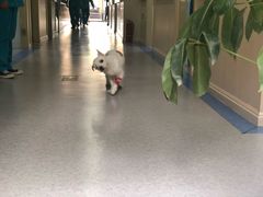 -喜多萌中农锦绣动物医院24H·猫科·牙科MRI·CT