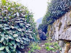 -龙井壹号·茶缘山景宴(龙井村店)