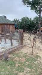 -造物庄园 萌宠纪(苏州湾歌林公园店)