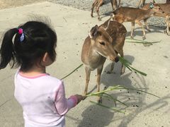 -鹿境梅花鹿生态园区