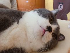 -屋虎猫馆(宝安大仟里店)