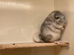 -龙猫仔乐园(惠福东路店)