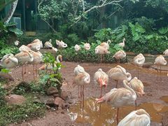 -海南热带野生动植物园