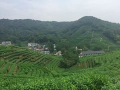 -龙井村
