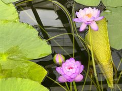 -国家植物园南园