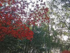 -上海佘山国家森林公园天马山园