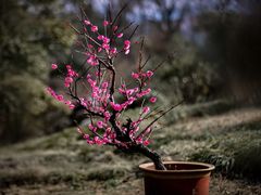 -杭州植物园