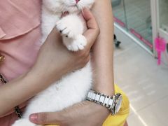 -lincat·猫舍(广州店)