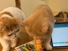 -滚猫咖啡·猫咖·猫友好撸猫(未来城店)