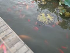 -蒲河岛湿地公园