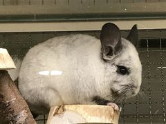 -藦茜花园宠物主题亲子互动体验馆(国顺东路店)