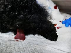 -美联众合动物医院·24h转诊中心