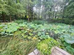 -深圳仙湖植物园