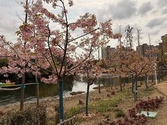 -新江湾城公园