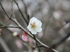 -香雪海