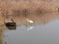 -盐城丹顶鹤湿地生态旅游区